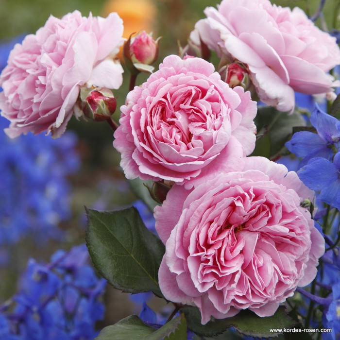 ROSENGRAFIN MARIE HENRIETTE®